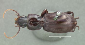 Media type: image;   Entomology 5632 Aspect: habitus dorsal view